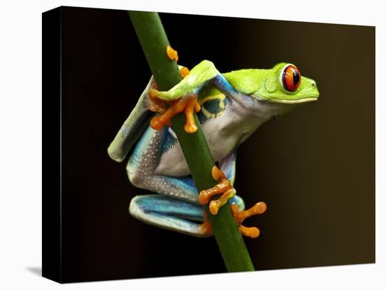 Red-Eyed Tree Frog in Costa Rica-Paul Souders-Stretched Canvas