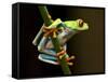 Red-Eyed Tree Frog in Costa Rica-Paul Souders-Framed Stretched Canvas