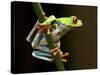 Red-Eyed Tree Frog in Costa Rica-Paul Souders-Stretched Canvas