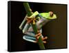 Red-Eyed Tree Frog in Costa Rica-Paul Souders-Framed Stretched Canvas