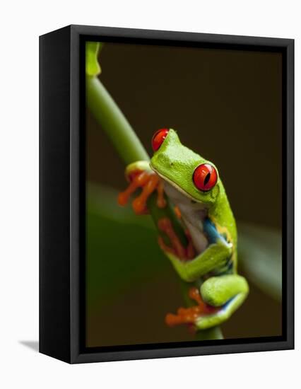 Red-Eyed Tree Frog in Costa Rica-Paul Souders-Framed Stretched Canvas