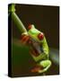 Red-Eyed Tree Frog in Costa Rica-Paul Souders-Stretched Canvas