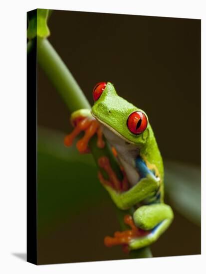 Red-Eyed Tree Frog in Costa Rica-Paul Souders-Stretched Canvas