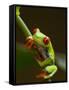 Red-Eyed Tree Frog in Costa Rica-Paul Souders-Framed Stretched Canvas