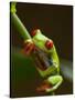 Red-Eyed Tree Frog in Costa Rica-Paul Souders-Stretched Canvas