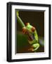 Red-Eyed Tree Frog in Costa Rica-Paul Souders-Framed Photographic Print