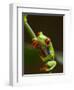 Red-Eyed Tree Frog in Costa Rica-Paul Souders-Framed Photographic Print