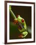 Red-Eyed Tree Frog in Costa Rica-Paul Souders-Framed Photographic Print