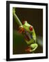 Red-Eyed Tree Frog in Costa Rica-Paul Souders-Framed Photographic Print