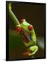 Red-Eyed Tree Frog in Costa Rica-Paul Souders-Framed Photographic Print