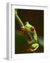 Red-Eyed Tree Frog in Costa Rica-Paul Souders-Framed Photographic Print