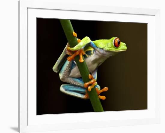 Red-Eyed Tree Frog in Costa Rica-Paul Souders-Framed Photographic Print