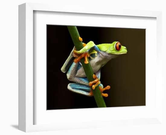 Red-Eyed Tree Frog in Costa Rica-Paul Souders-Framed Photographic Print