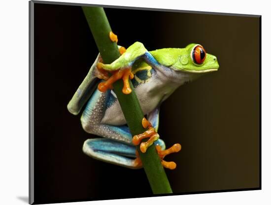 Red-Eyed Tree Frog in Costa Rica-Paul Souders-Mounted Photographic Print