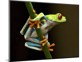 Red-Eyed Tree Frog in Costa Rica-Paul Souders-Mounted Photographic Print