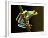 Red-Eyed Tree Frog in Costa Rica-Paul Souders-Framed Photographic Print