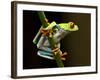 Red-Eyed Tree Frog in Costa Rica-Paul Souders-Framed Photographic Print