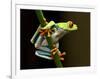 Red-Eyed Tree Frog in Costa Rica-Paul Souders-Framed Photographic Print