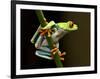 Red-Eyed Tree Frog in Costa Rica-Paul Souders-Framed Photographic Print