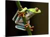 Red-Eyed Tree Frog in Costa Rica-Paul Souders-Stretched Canvas