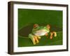 Red-Eyed Tree Frog Looking Through Hole in a Leaf, Costa Rica-Edwin Giesbers-Framed Photographic Print