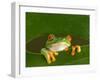 Red-Eyed Tree Frog Looking Through Hole in a Leaf, Costa Rica-Edwin Giesbers-Framed Photographic Print