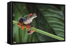 Red Eyed Tree Frog on a Blade of Grass-DLILLC-Framed Stretched Canvas