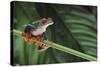 Red Eyed Tree Frog on a Blade of Grass-DLILLC-Stretched Canvas
