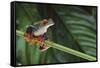 Red Eyed Tree Frog on a Blade of Grass-DLILLC-Framed Stretched Canvas