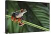 Red Eyed Tree Frog on a Blade of Grass-DLILLC-Stretched Canvas