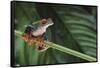 Red Eyed Tree Frog on a Blade of Grass-DLILLC-Framed Stretched Canvas