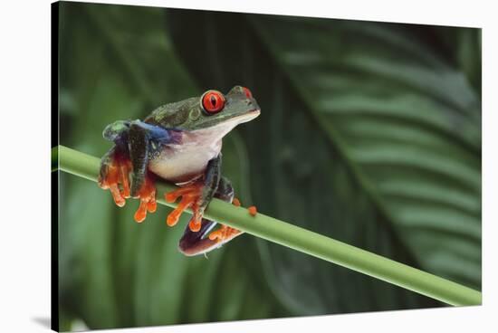 Red Eyed Tree Frog on a Blade of Grass-DLILLC-Stretched Canvas