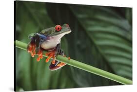 Red Eyed Tree Frog on a Blade of Grass-DLILLC-Stretched Canvas