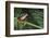 Red Eyed Tree Frog on a Blade of Grass-DLILLC-Framed Photographic Print