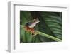 Red Eyed Tree Frog on a Blade of Grass-DLILLC-Framed Photographic Print