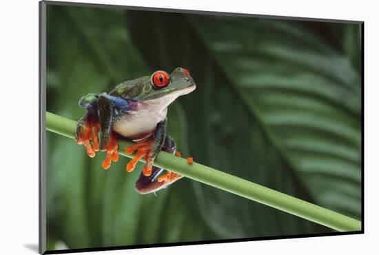 Red Eyed Tree Frog on a Blade of Grass-DLILLC-Mounted Photographic Print