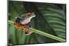 Red Eyed Tree Frog on a Blade of Grass-DLILLC-Mounted Photographic Print