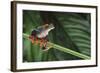 Red Eyed Tree Frog on a Blade of Grass-DLILLC-Framed Photographic Print
