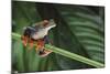 Red Eyed Tree Frog on a Blade of Grass-DLILLC-Mounted Photographic Print
