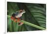 Red Eyed Tree Frog on a Blade of Grass-DLILLC-Framed Photographic Print