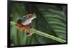 Red Eyed Tree Frog on a Blade of Grass-DLILLC-Framed Photographic Print