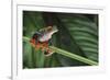 Red Eyed Tree Frog on a Blade of Grass-DLILLC-Framed Photographic Print