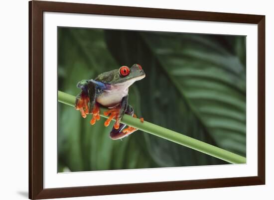 Red Eyed Tree Frog on a Blade of Grass-DLILLC-Framed Photographic Print