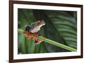 Red Eyed Tree Frog on a Blade of Grass-DLILLC-Framed Photographic Print