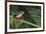 Red Eyed Tree Frog on a Blade of Grass-DLILLC-Framed Photographic Print