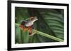 Red Eyed Tree Frog on a Blade of Grass-DLILLC-Framed Photographic Print