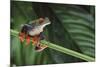 Red Eyed Tree Frog on a Blade of Grass-DLILLC-Mounted Photographic Print