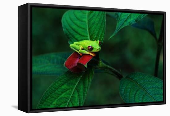 Red Eyed Tree Frog on a Rain Forest Flower-W. Perry Conway-Framed Stretched Canvas