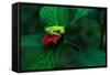 Red Eyed Tree Frog on a Rain Forest Flower-W. Perry Conway-Framed Stretched Canvas