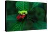 Red Eyed Tree Frog on a Rain Forest Flower-W. Perry Conway-Stretched Canvas